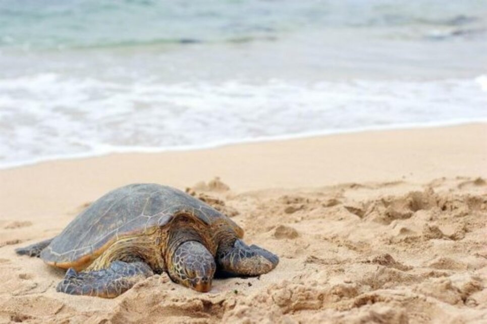Dalyan Caunos Tekne Turu 2